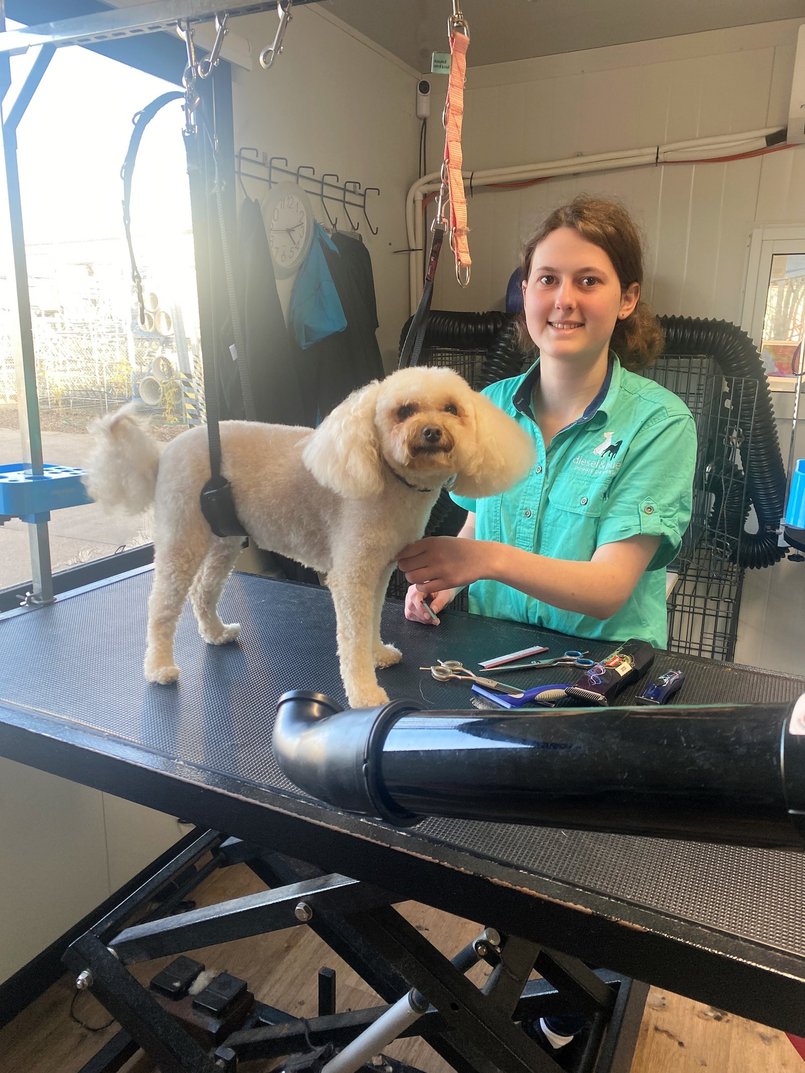 A Day in a Life of a Trainee Dog Groomer | Skillsroad
